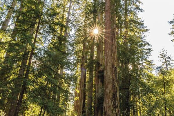 First time we ever saw Redwood trees and were impressed with their massiveness!