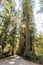First time we ever saw Redwood trees and were impressed with their massiveness!