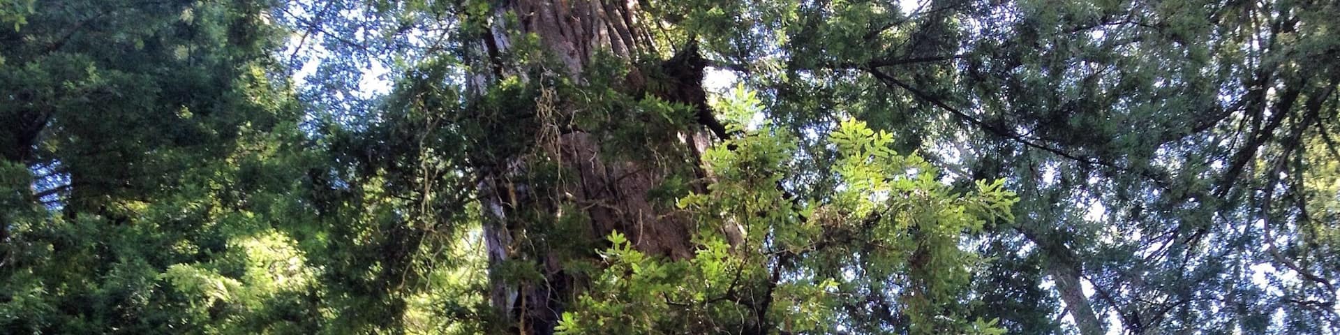 A tall tree with a thick trunk and dense foliage.