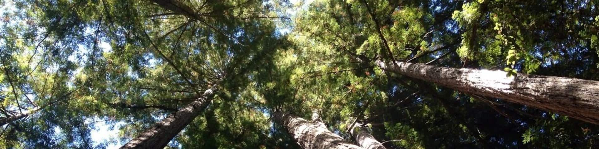 A view of tall trees with a clear sky above.
