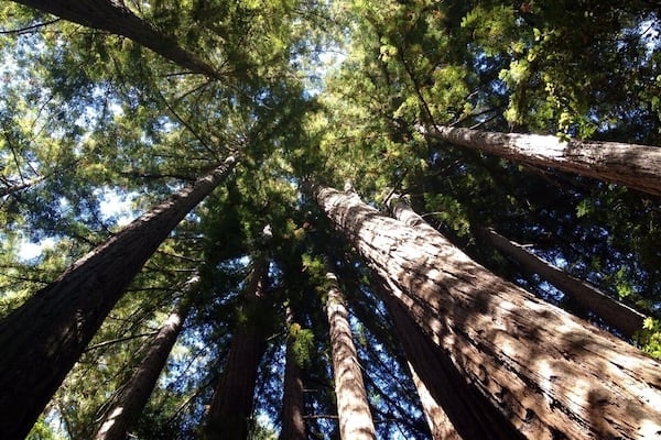 A view of tall trees with a clear sky above.