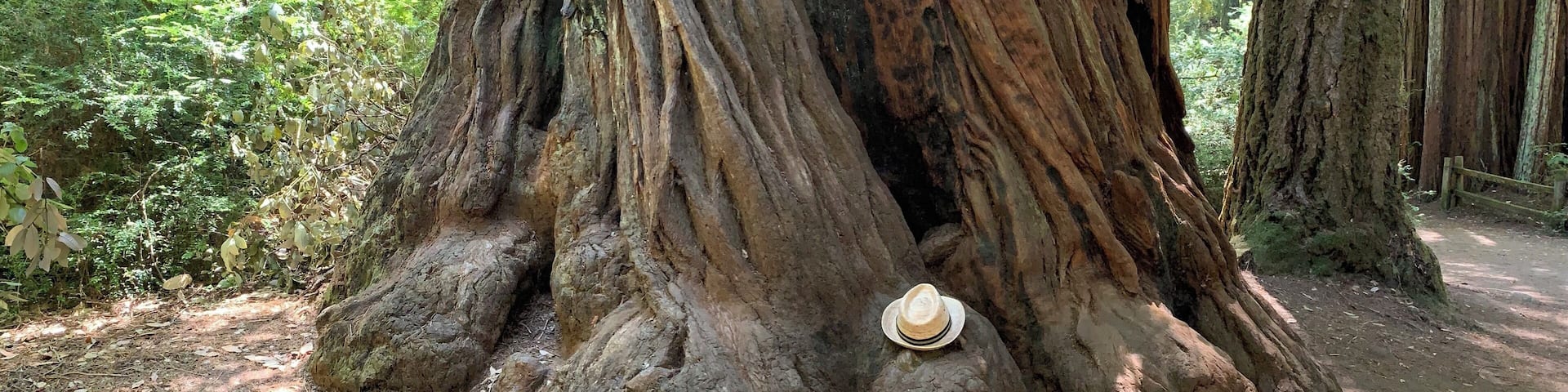 Hats off to big purty trees