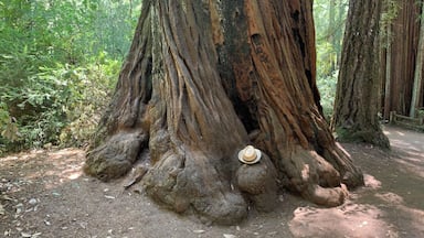 Hats off to big purty trees