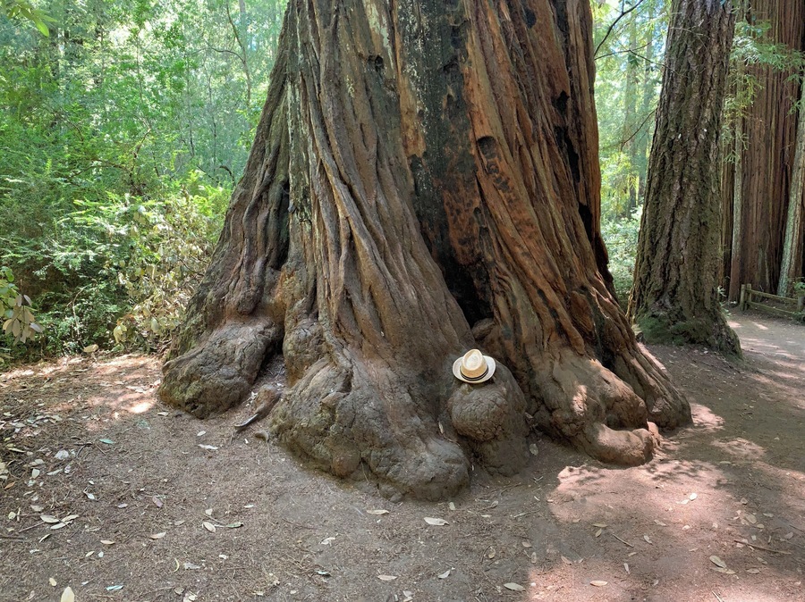 Hats off to big purty trees