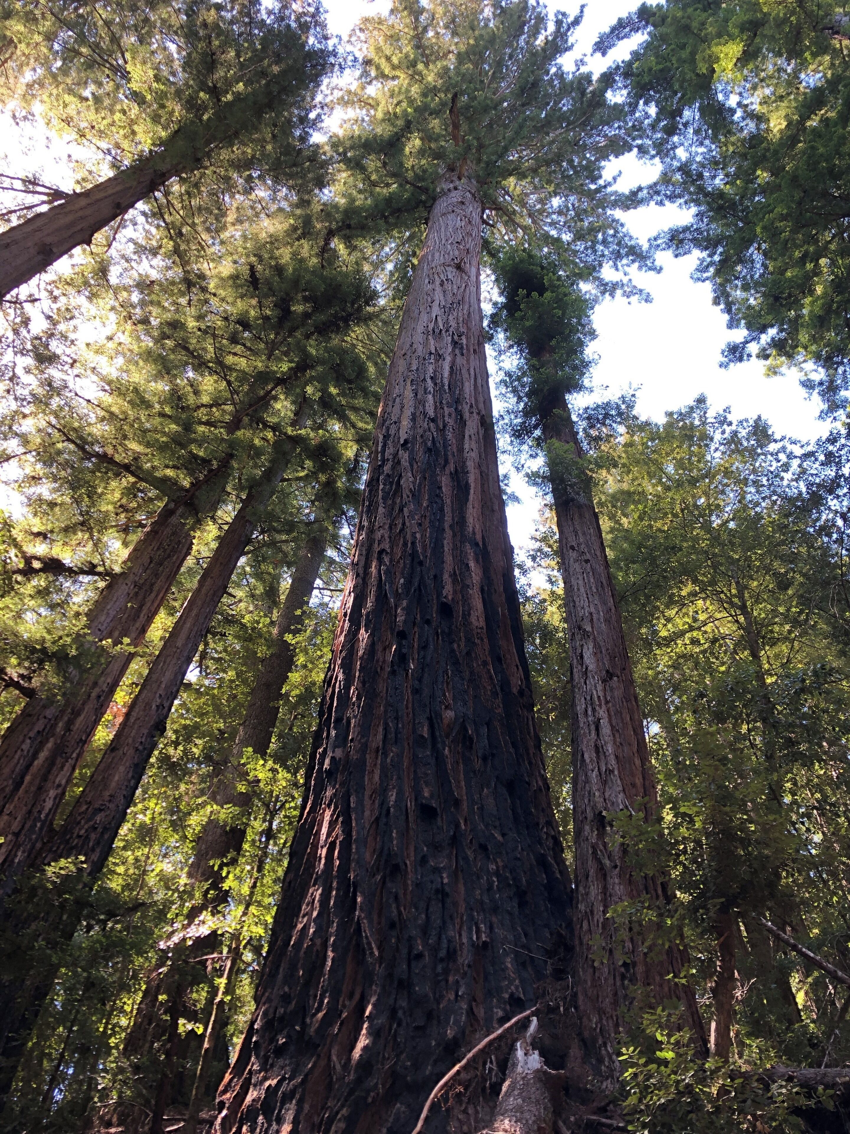 Easy find with lots of trails, for all levels.  Go during week if you can. Weekends are busy!