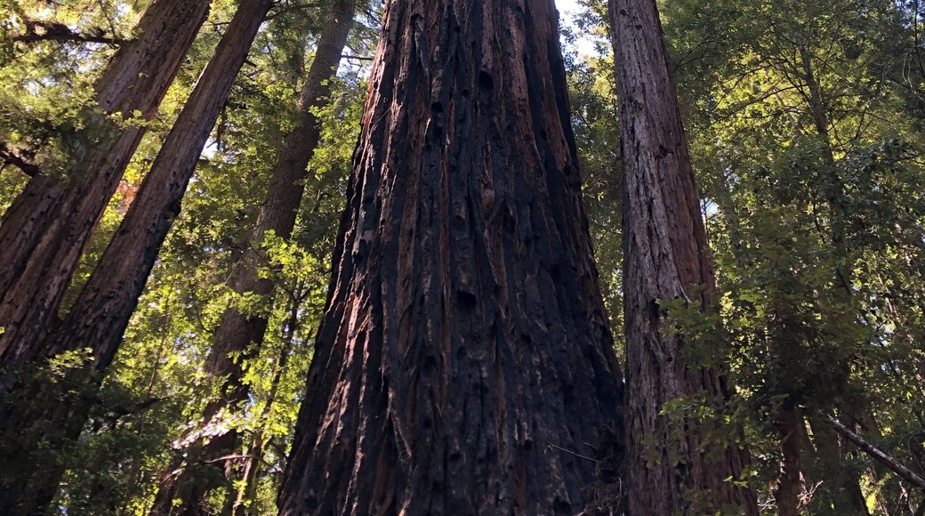 Easy find with lots of trails, for all levels. Go during week if you can. Weekends are busy!