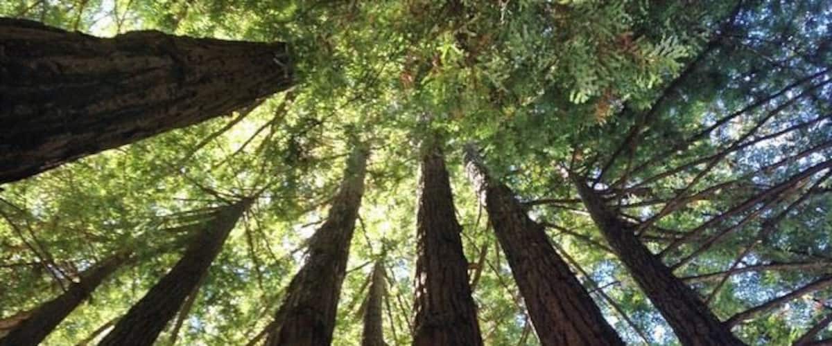 A redwood fairy ring. The younger redwoods that had been offshoots of the adult redwood survived, while the adult redwood has been long gone. This creates a ring of redwoods that you can stand in and look up at.
The park is wonderful, peaceful, and with nice hiking trails. But beware, tech-savvy people, we had no cell reception until we were well off the mountain!