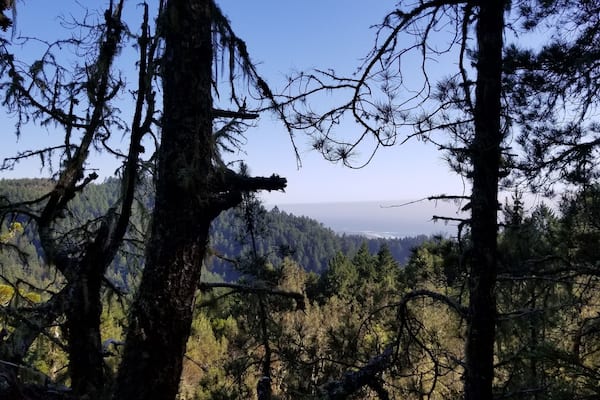 A dense forest with tall trees and a distant view of a coastline.