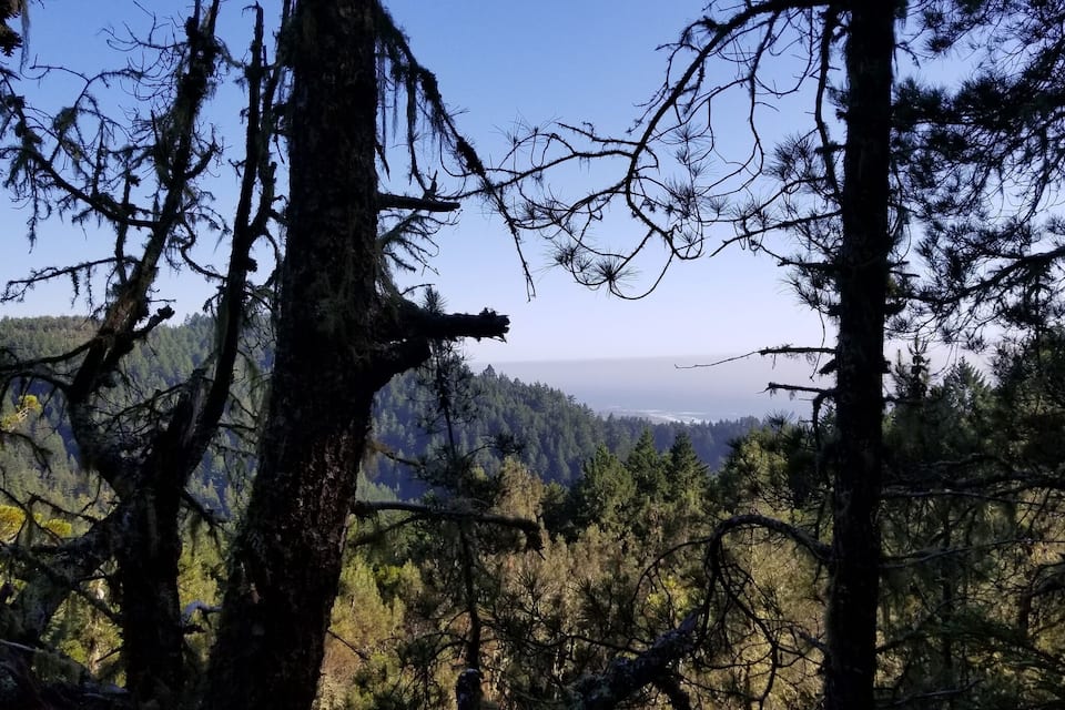 Un bosque frondoso con árboles altos y una vista distante de la costa.
