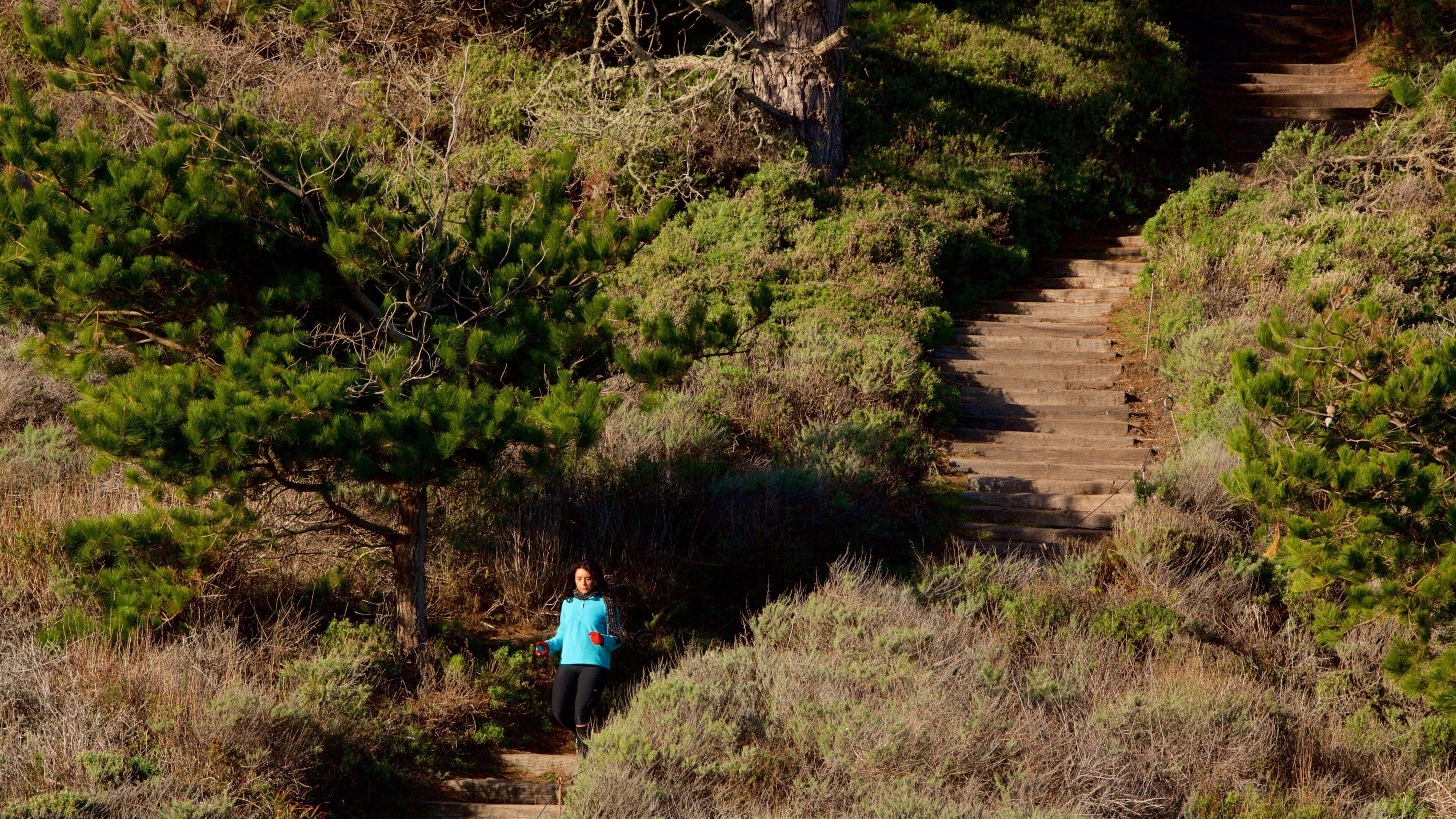 Réserve d\'état de Point Lobos mettant en vedette scènes tranquilles et randonnée ou marche à pied aussi bien que femme