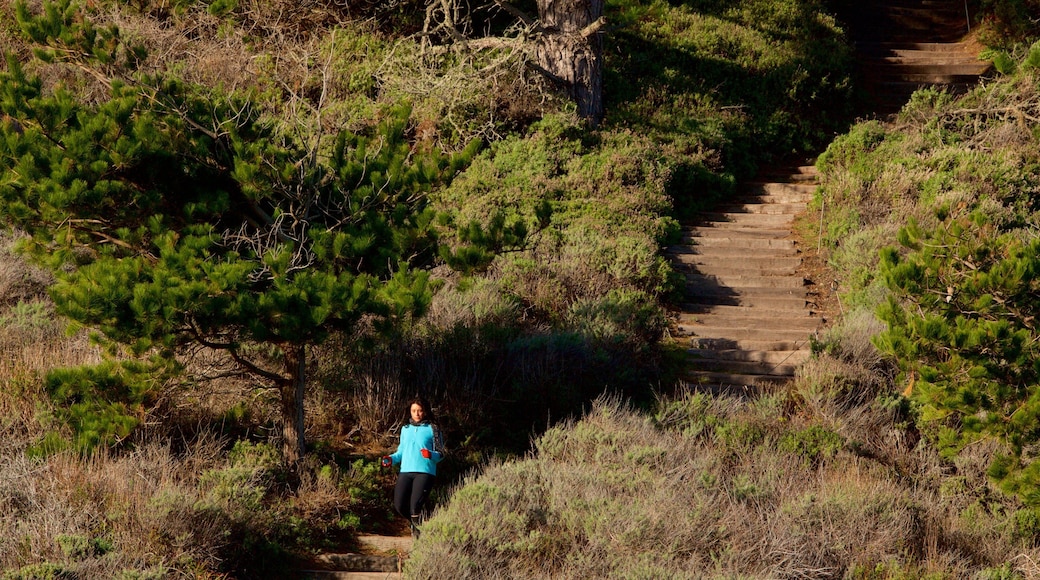 Réserve d\'état de Point Lobos mettant en vedette scènes tranquilles et randonnée ou marche à pied aussi bien que femme