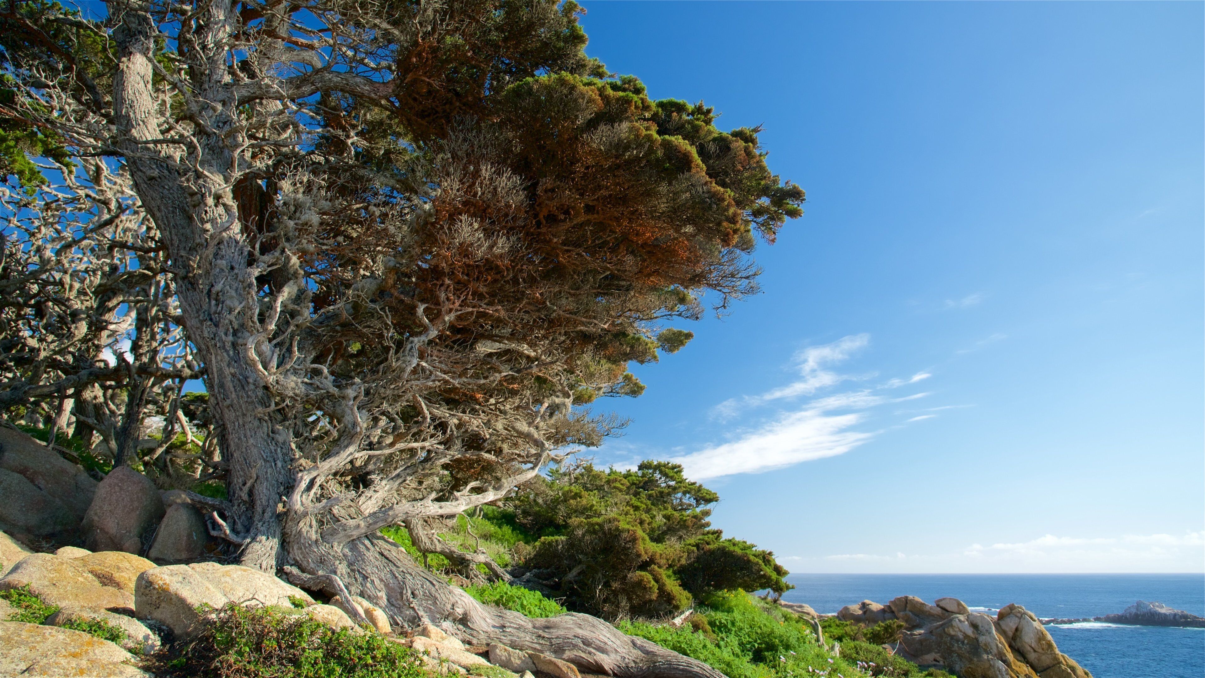 A coastal landscape with a prominent tree, rocky terrain, and the ocean in the background.