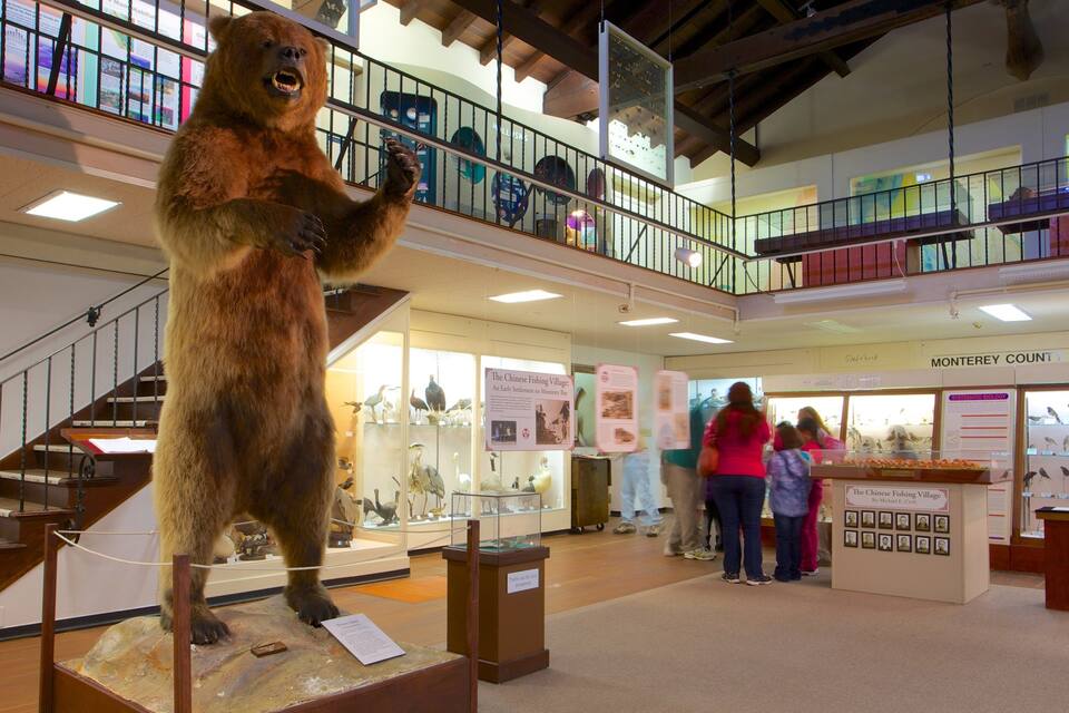 Un musée abritant une vaste exposition sur les ours, un balcon où sont présentés des oiseaux et des panneaux d’information sur les oiseaux du comté de Monterey.