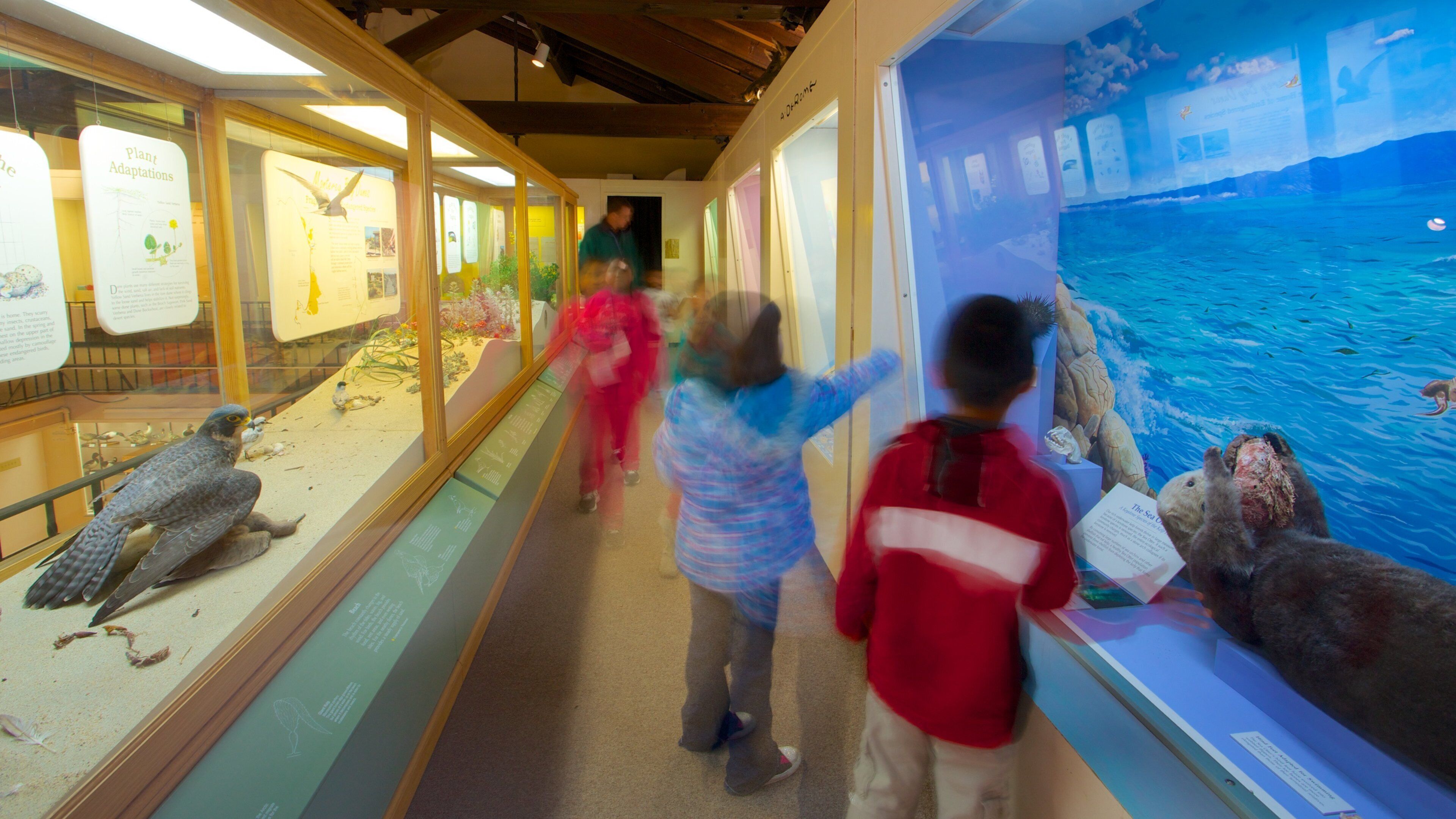 Pacific Grove Museum of Natural History showing interior views as well as children