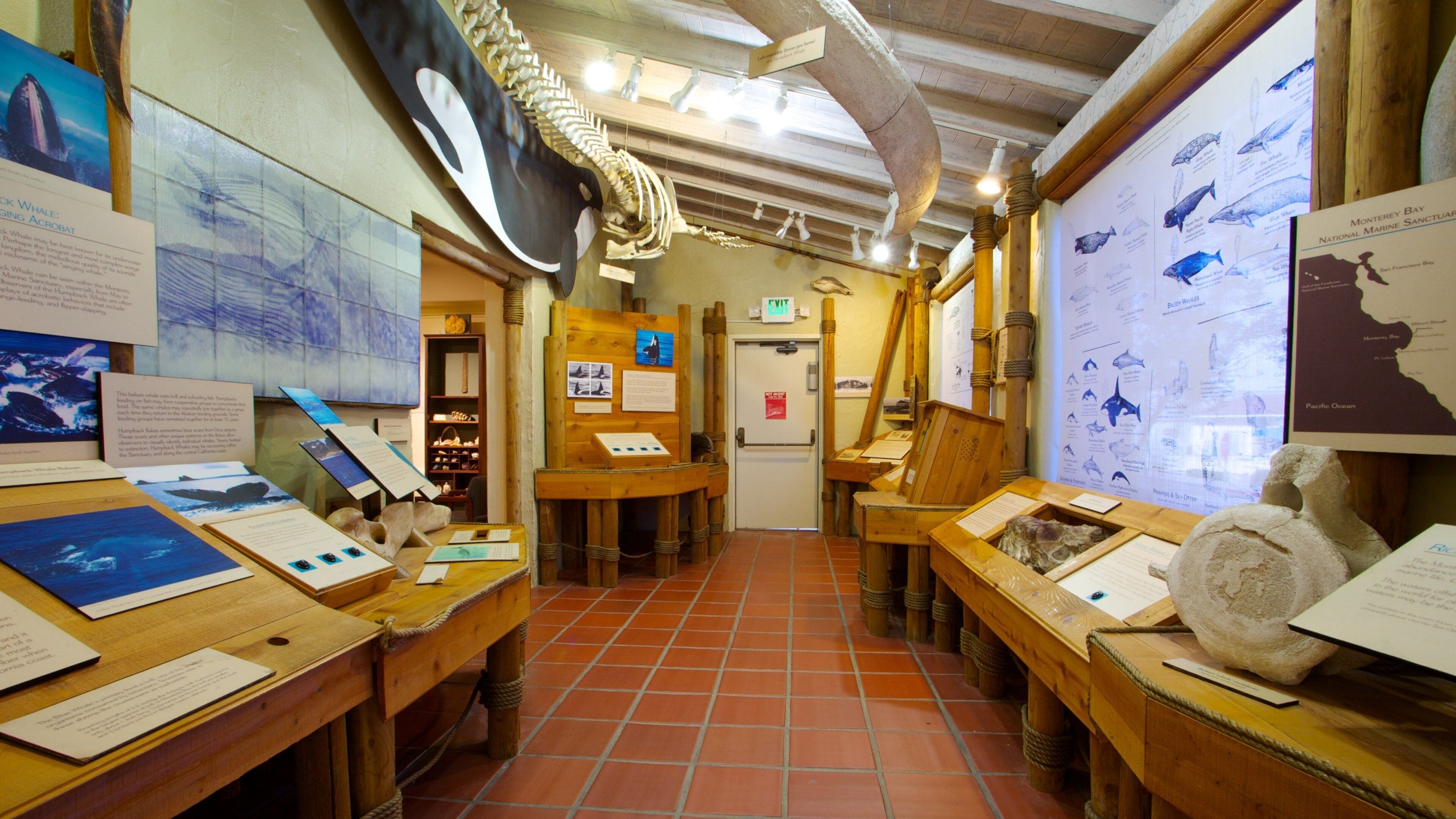An exhibit with whale skeletons and educational displays.