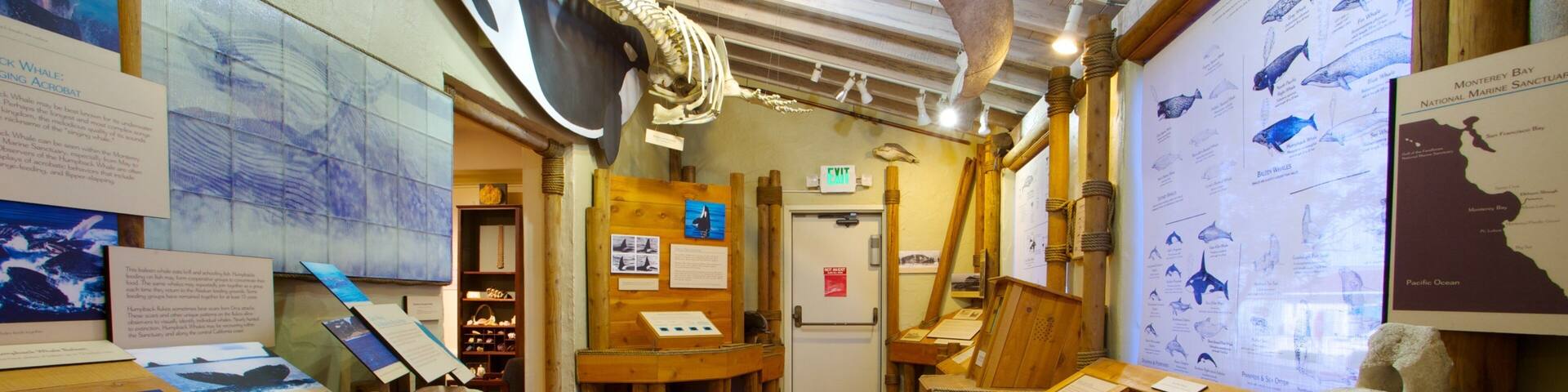 An exhibit with whale skeletons and educational displays.
