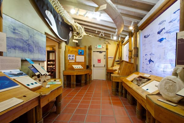Eine Ausstellung mit Walgerüsten und Informationsmaterialien.