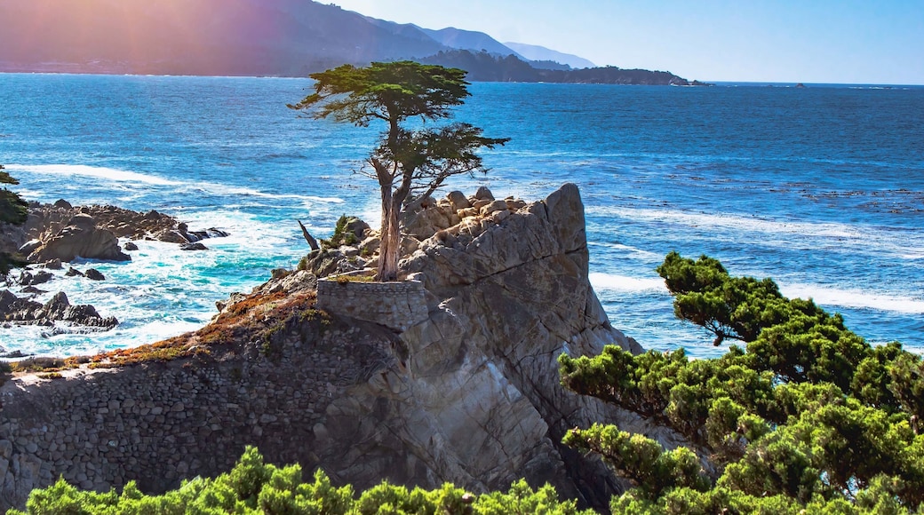 One of the most photographed trees, so I had to as well. #localsecrets