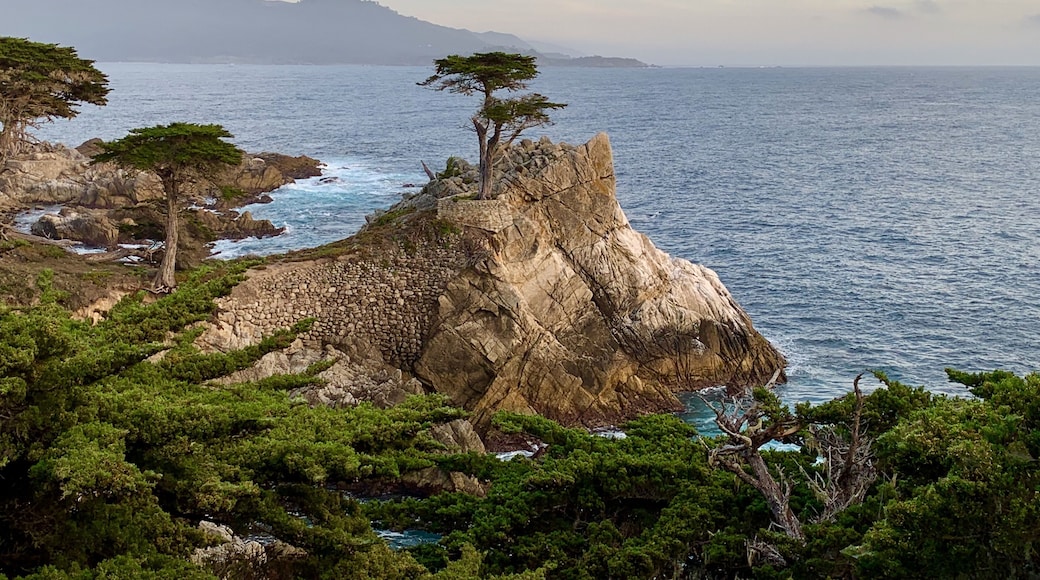 The iconic Lone Cypress on 17 Mile Drive, Pebble Beach.