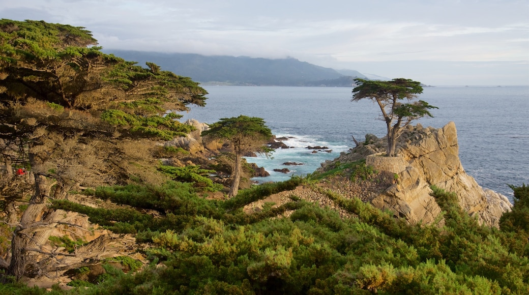 Lone Cypress Pine featuring tranquil scenes, general coastal views and rocky coastline