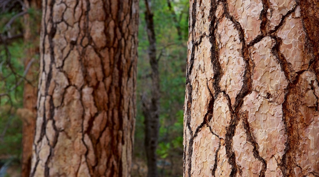 El Capitan featuring forest scenes