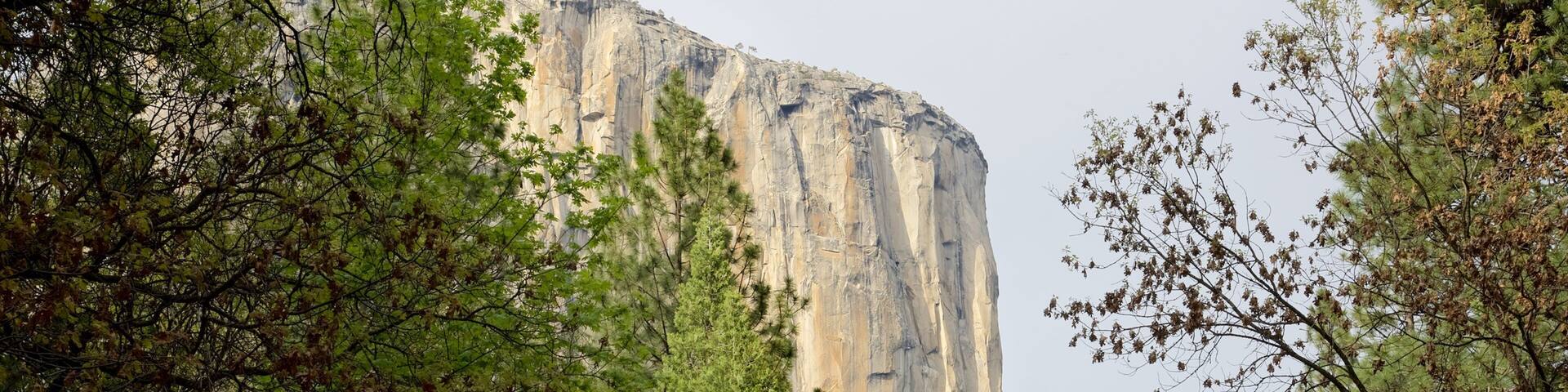 El Capitan which includes forest scenes and a gorge or canyon