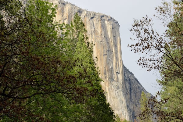 El Capitan mit einem Schlucht oder Canyon und Wälder