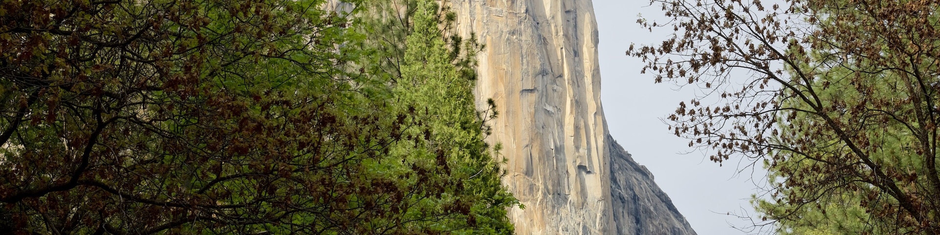 El Capitan which includes forest scenes and a gorge or canyon