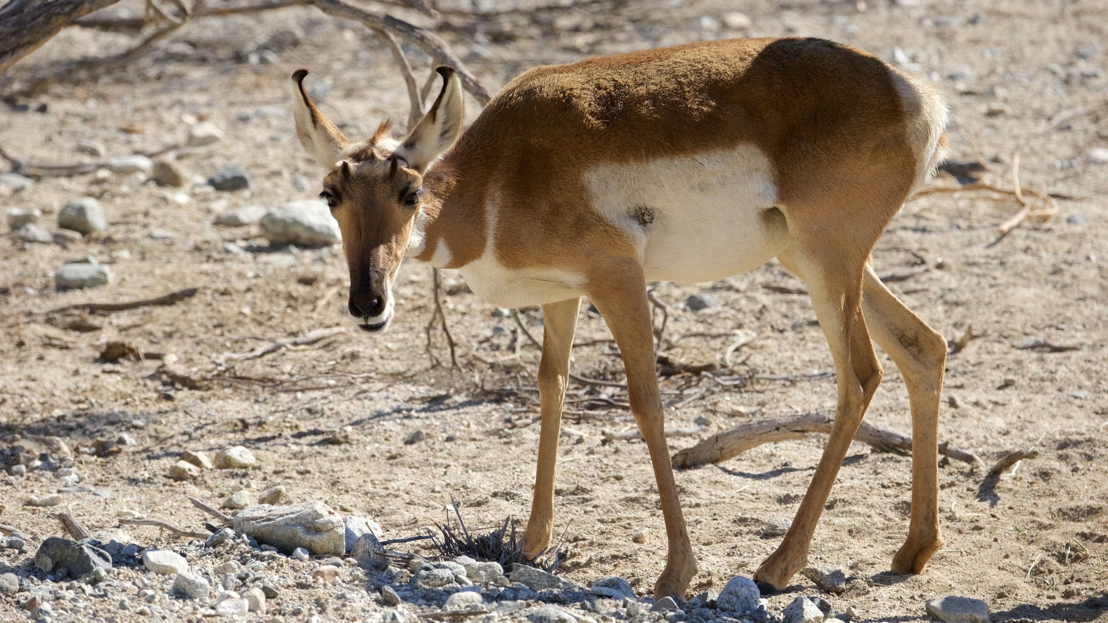 Living Desert Zoo and Gardens showing land animals and zoo animals
