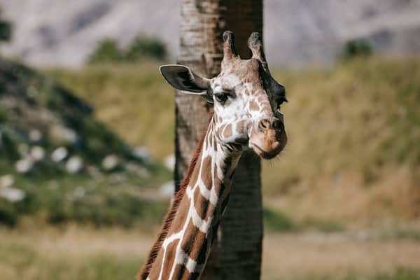 Living Desert Zoo and Gardens which includes land animals and zoo animals