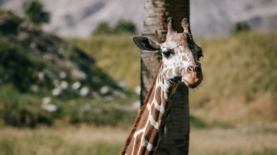 Living Desert Zoo and Gardens which includes land animals and zoo animals