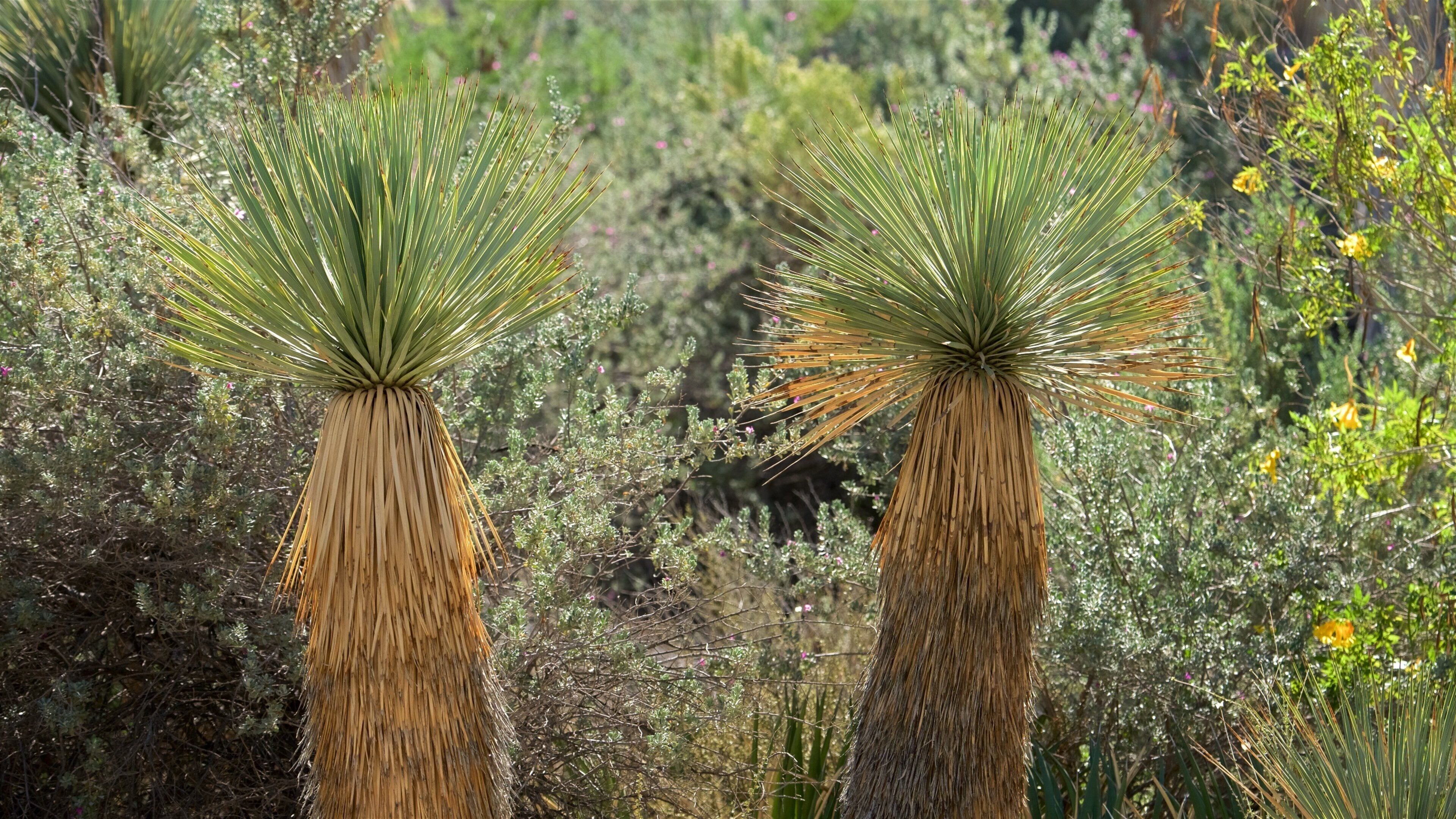 利文沙漠动物花园