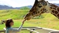 A person feeding a giraffe at a zoo with a mountainous landscape in the background.