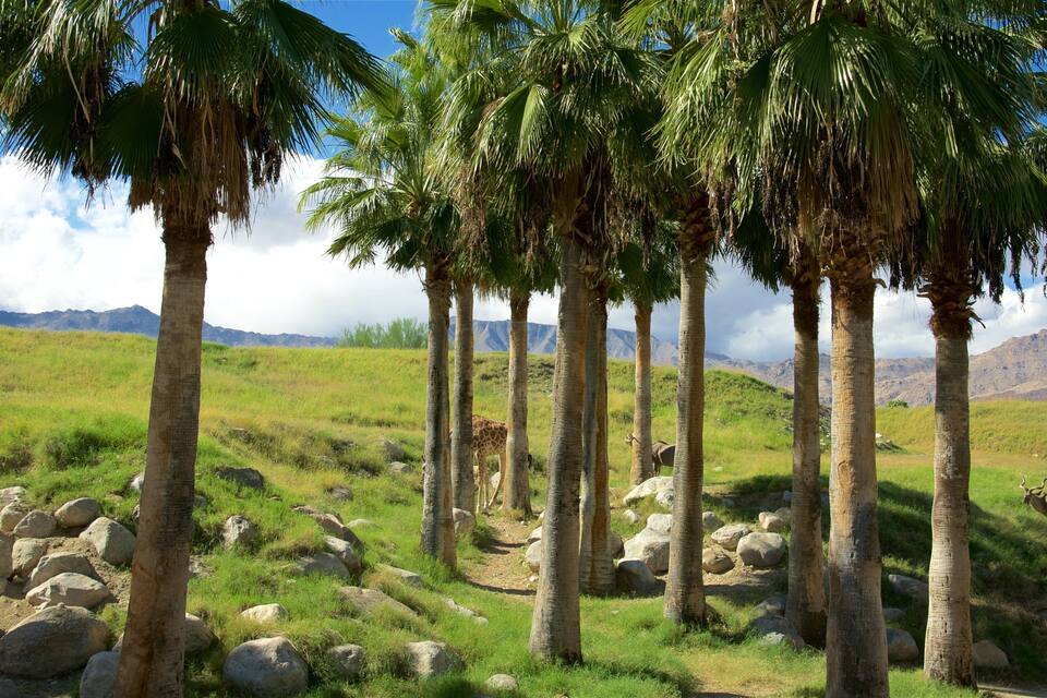A landscape with tall palm trees, a giraffe, and a mountain range in the background.