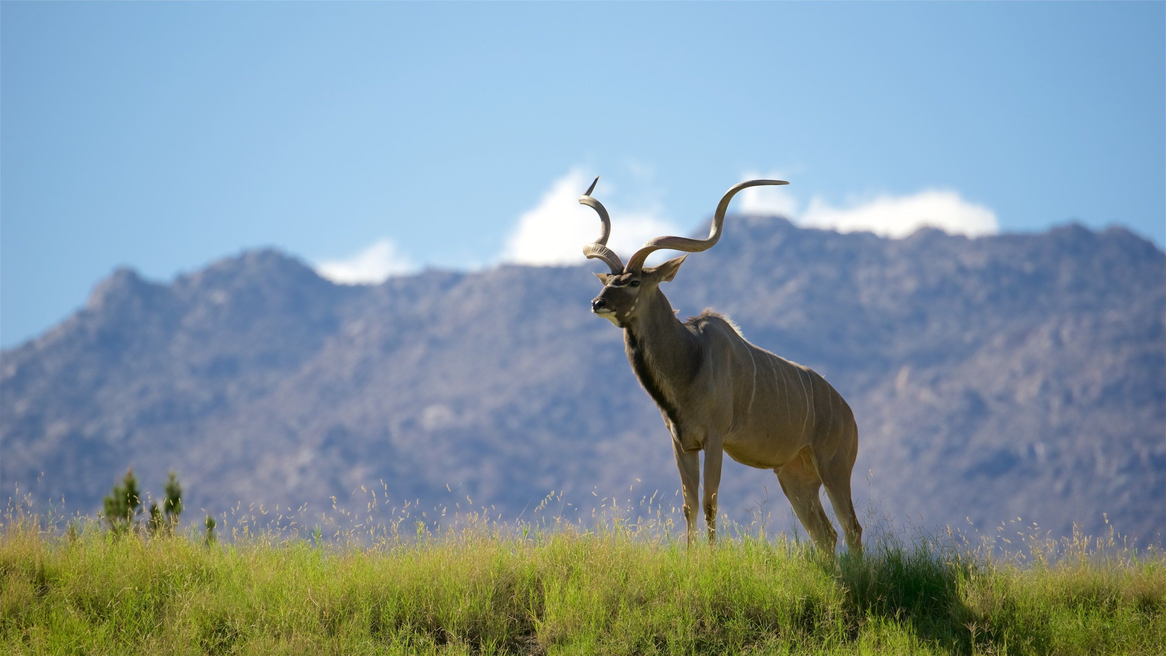 Living Desert Zoo and Gardens showing land animals and zoo animals
