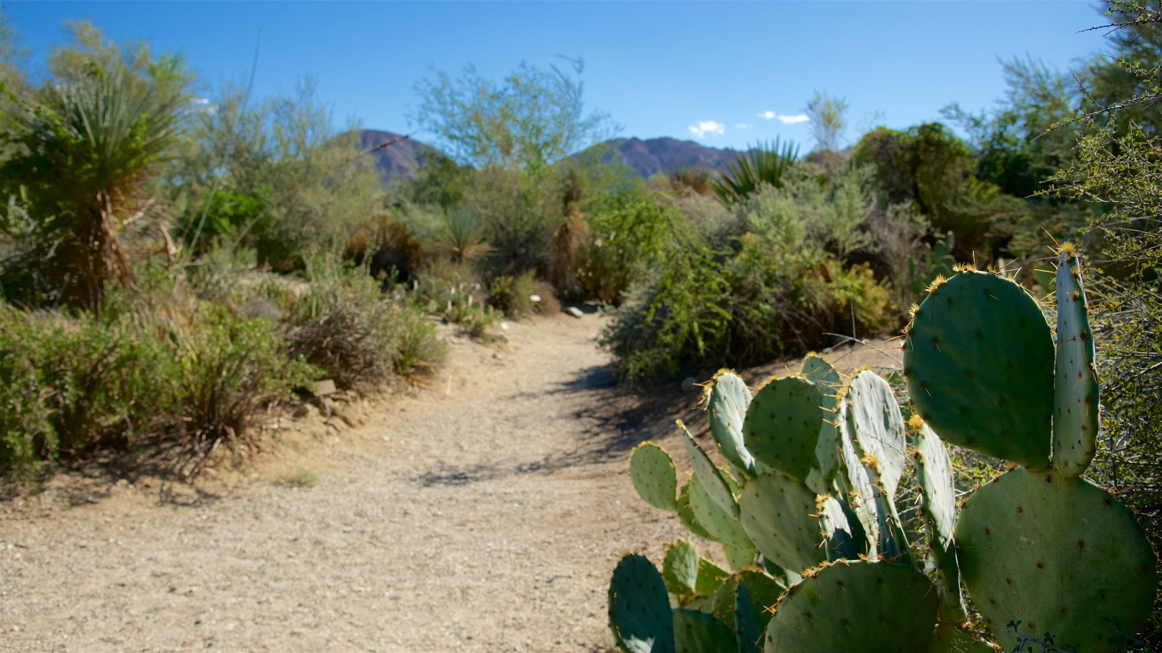 Living Desert Zoo and Gardens