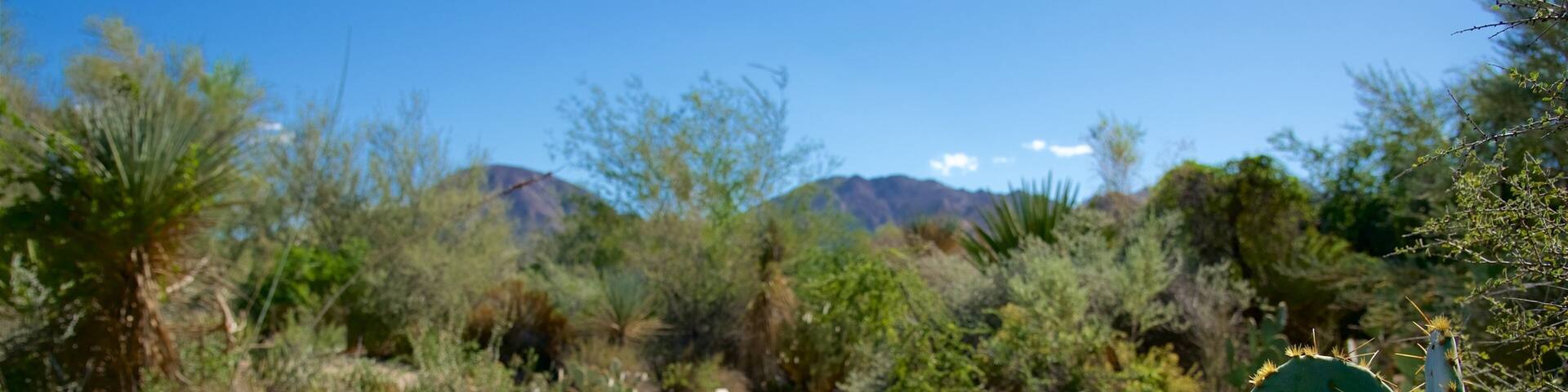 A desert landscape with a dirt path, cacti, and sparse vegetation.