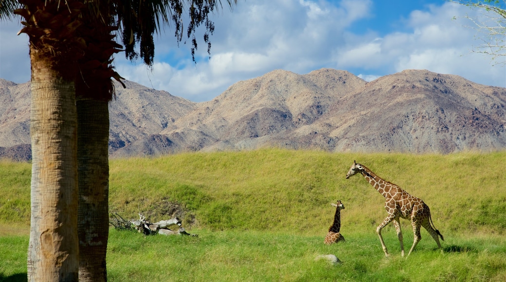 Living Desert Zoo and Gardens showing mountains, a park and dangerous animals