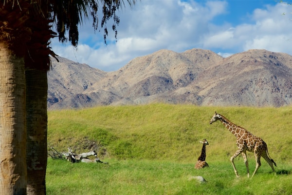 Zoo The Living Desert welches beinhaltet gefährliche Tiere, Garten und Zootiere