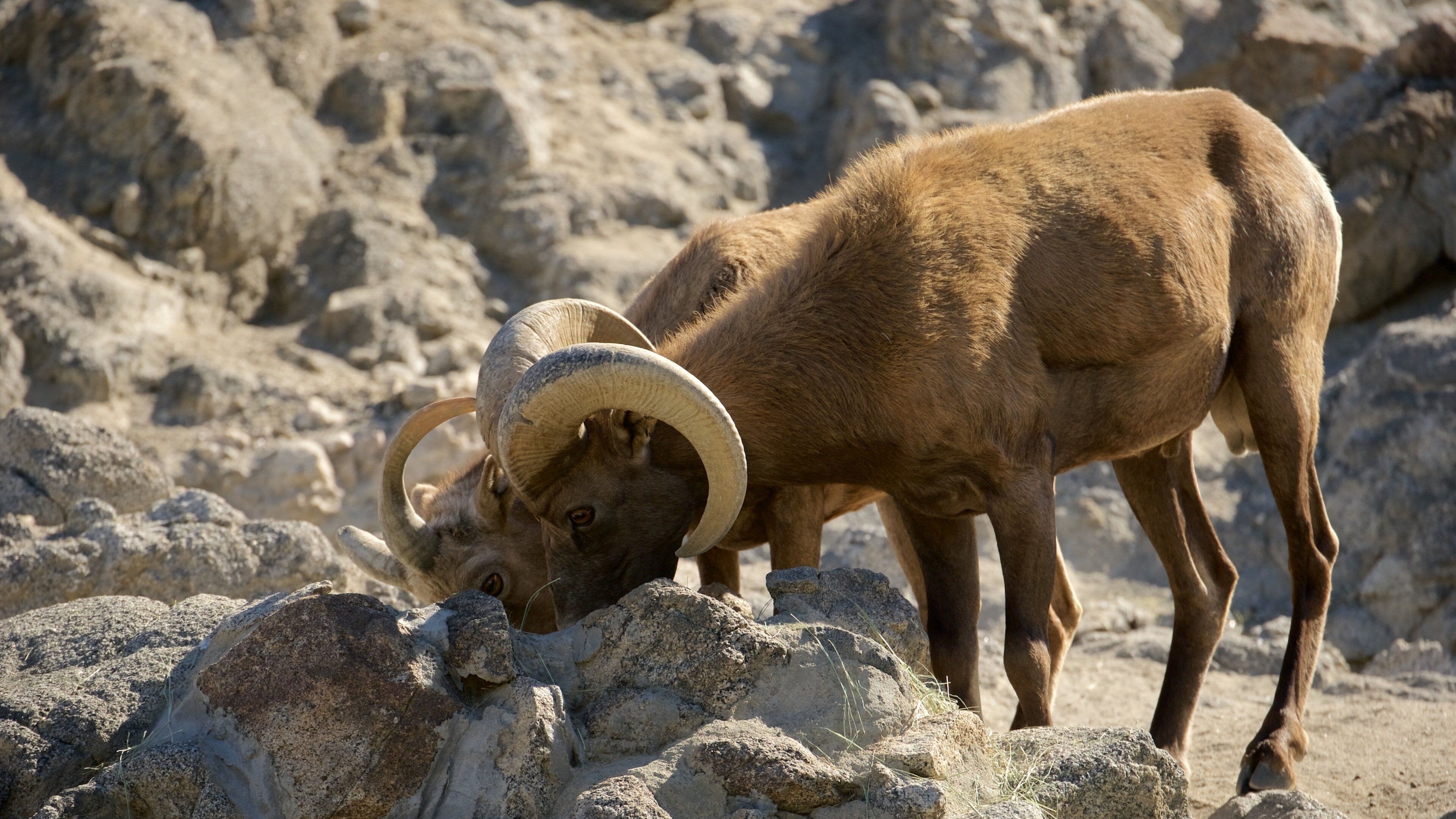 A bighorn sheep with large horns standing on rocky terrain.