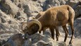 A bighorn sheep with large horns standing on rocky terrain.