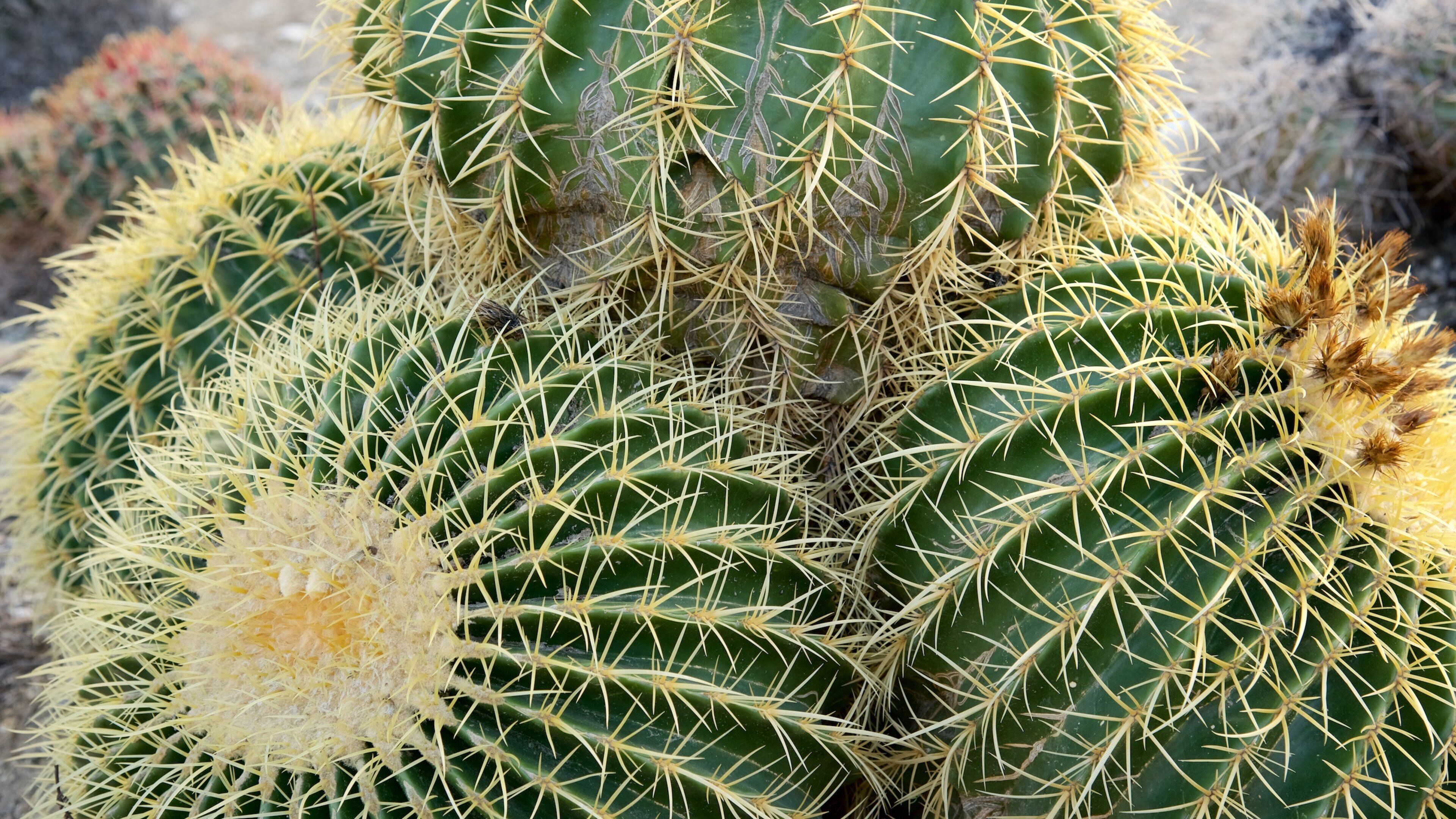 A close-up of a cactus with yellow spines and green pads.