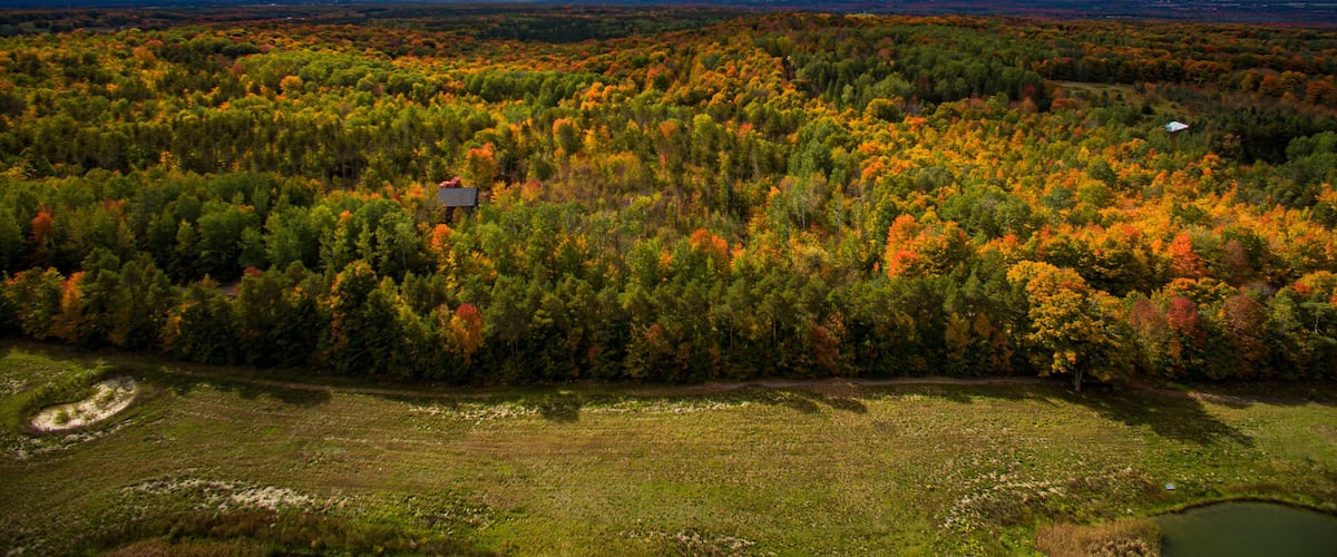 Horseshoe Valley Fall Forest