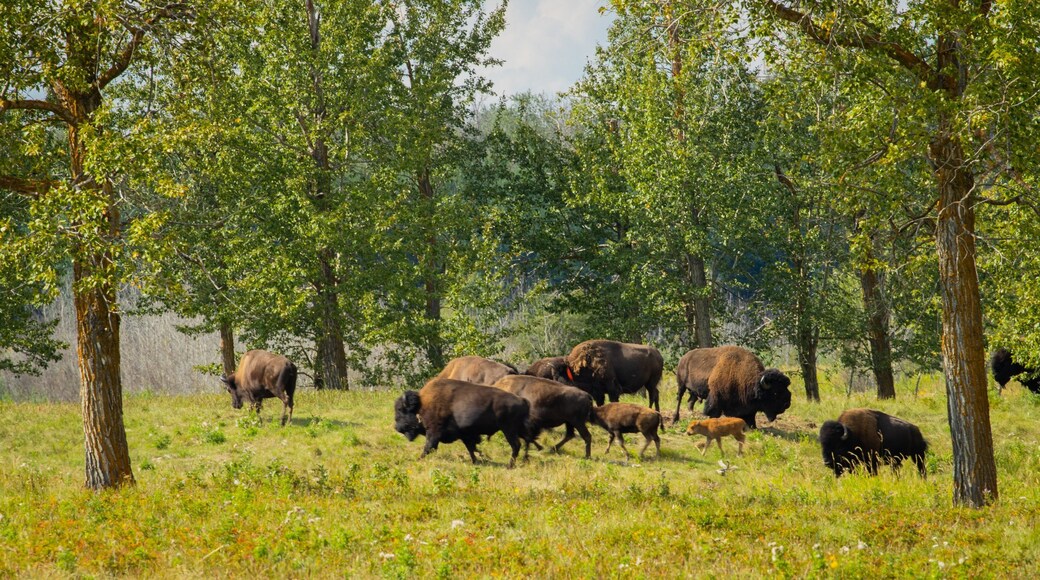 Elk Island National Park featuring dangerous animals and tranquil scenes