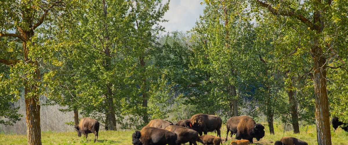 Elk Island National Park featuring dangerous animals and tranquil scenes