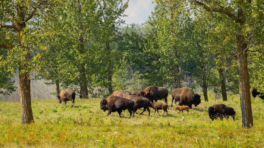 Elk Island National Park featuring dangerous animals and tranquil scenes