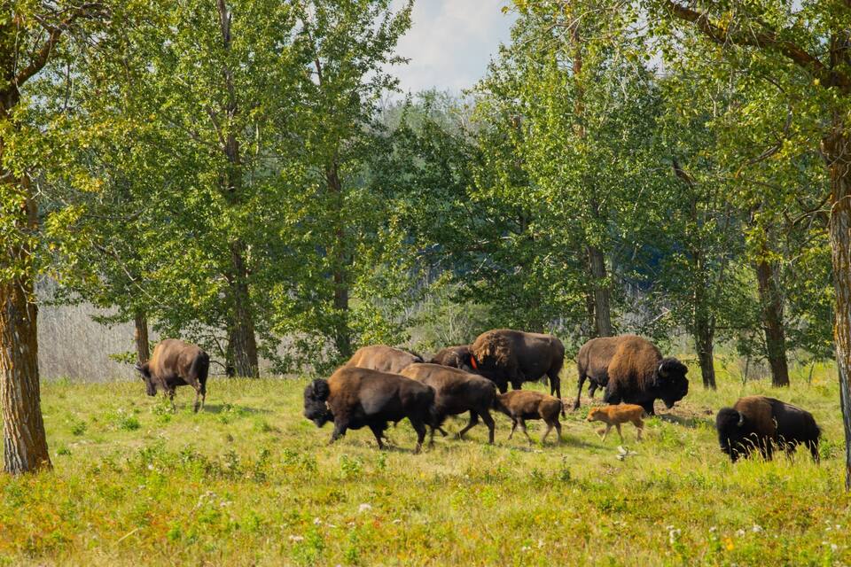 A herd of bison grazing in a grassy field with trees in the background.