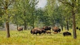 Elk Island National Park featuring dangerous animals and tranquil scenes