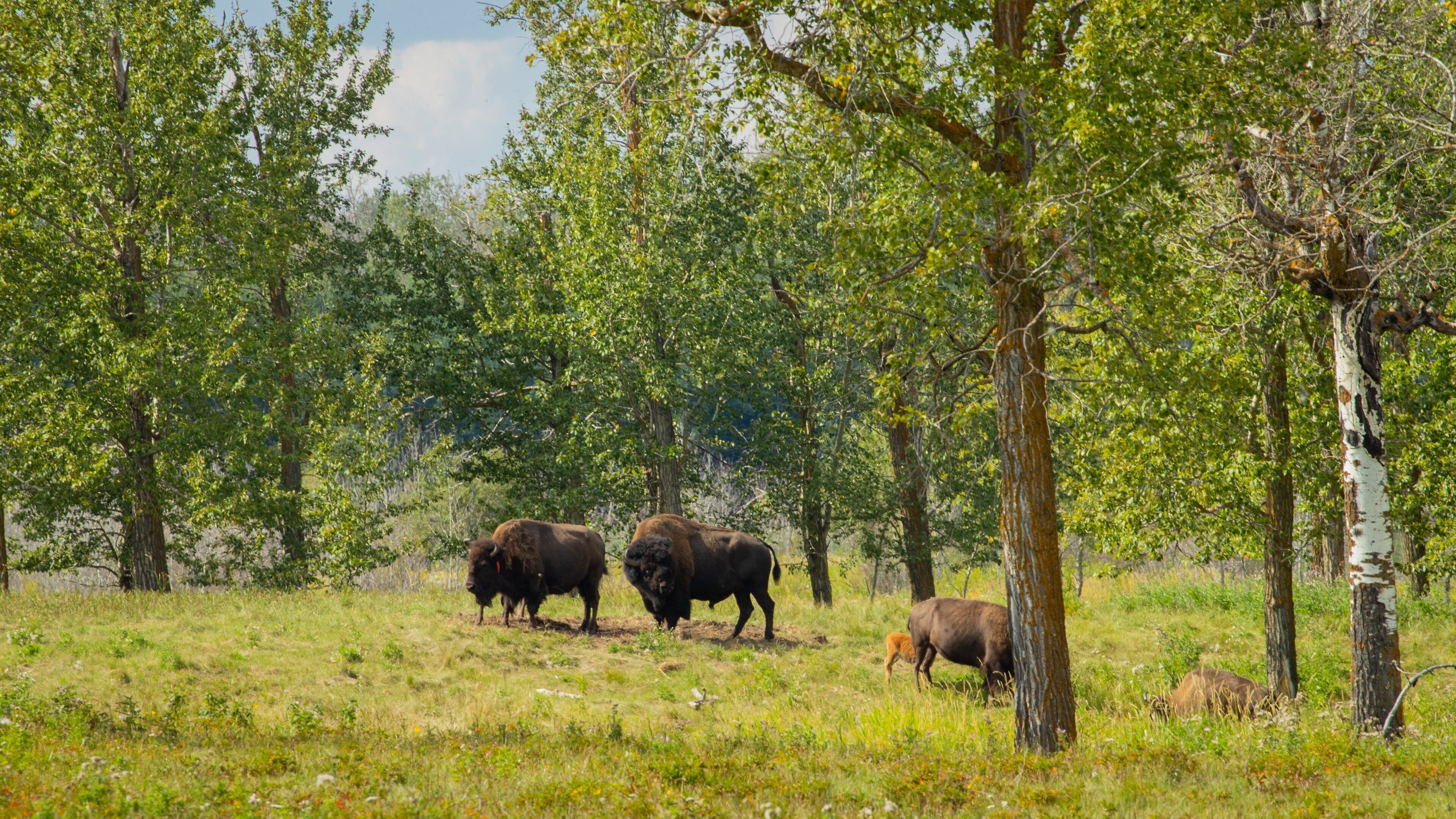 Elk Island National Park which includes tranquil scenes and land animals