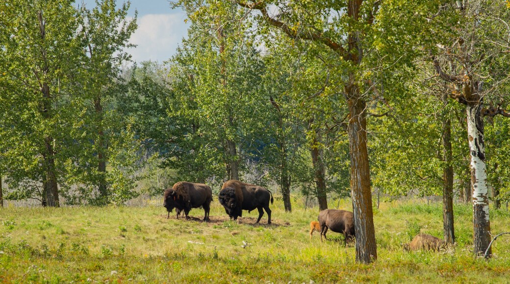 Elk Island National Park which includes tranquil scenes and land animals